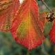 Hamamelis � fleurs rouges