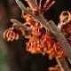Hamamelis � fleurs rouges