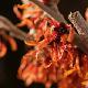 Hamamelis � fleurs rouges