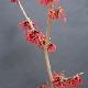 Hamamelis � fleurs rouges