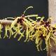 Hamamelis � fleurs jaunes