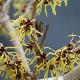 Hamamelis � fleurs jaunes