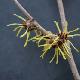 Hamamelis � fleurs jaunes