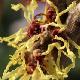 Hamamelis � fleurs jaunes