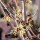Hamamelis � fleurs jaunes