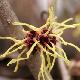 Hamamelis � fleurs jaunes