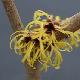 Hamamelis perfume