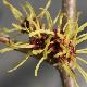 Hamamelis perfume