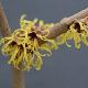 Hamamelis perfume