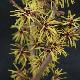 Hamamelis perfume