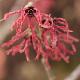 Hamamelis � fleurs rouges