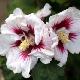 Hibiscus H�l�ne