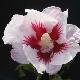 Hibiscus H�l�ne