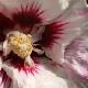 Hibiscus H�l�ne