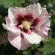 Hibiscus H�l�ne