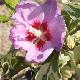 Hibiscus panach� Meehanii