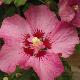 Hibiscus Rosalbane