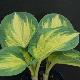 Hosta Great Expectations