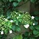 Hortensia grimpant