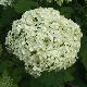 Hortensia Annabelle