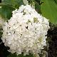 Hortensia Annabelle