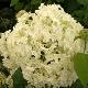 Hortensia Annabelle