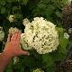 Hortensia Annabelle