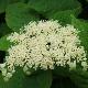 Hortensia arborescent Grandiflora