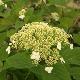 Hortensia arborescent White Dome