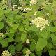 Hortensia arborescent White Dome