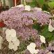 Hydrangea aspera Macrophylla