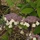 Hydrangea aspera Macrophylla