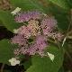 Hydrangea aspera Mauvette