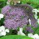 Hortensia sargentiana