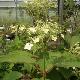 Hortensia N�pal Beauty