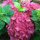 Hortensia King George
