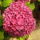 Hortensia Hobergine