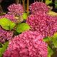 Hortensia Hobergine