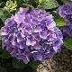 Hortensia Adria