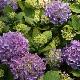 Hortensia Adria