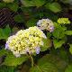Hortensia Atlantica