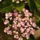 Hortensia � fleurs de lilas