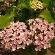 Hortensia � fleurs de lilas