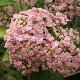 Hortensia � fleurs de lilas
