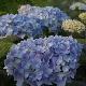 Hortensia endless summer