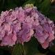 Hortensia endless summer