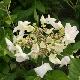 Hortensia Beaut� Vendomoise