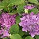 Hortensia B�nelux
