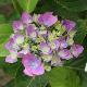 Hortensia B�nelux