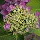 Hortensia B�nelux